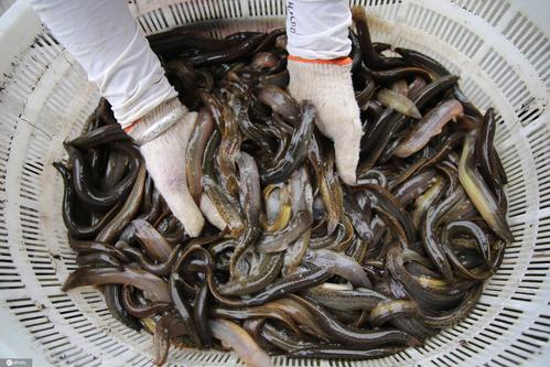 2020年7月11日,赣榆区墩尚镇传刚水产养殖厂内,工人正在加工出口泥鳅.