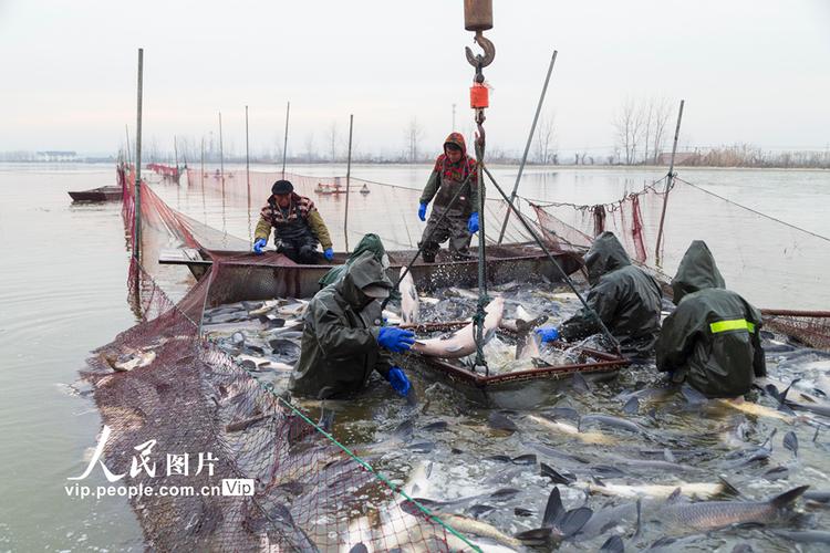 2021年1月3日,江苏省淮安市洪泽区西顺河水产品养殖基地工人在捕捞成
